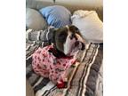 Adopt Harley Quinn a Gray/Blue/Silver/Salt & Pepper Pit Bull Terrier / American