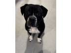 Adopt Kory a Black - with White American Pit Bull Terrier / Cane Corso dog in