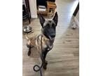 Adopt Sky - Located in OR a Tan/Yellow/Fawn - with Black Belgian Malinois dog in