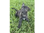 Adopt Space Litter (Tarvos) - Located in Florida a Brindle Dutch Shepherd /