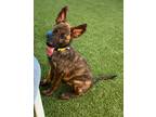 Adopt Nemo Litter (Squirt) - Located in Virginia a Brindle Dutch Shepherd /