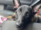 Adopt Cheese Mongers - Mozzarella - Located in a Black Belgian Malinois / Mixed
