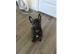 Adopt Space Litter (Fenrir) - Located in Florida a Brindle Dutch Shepherd /