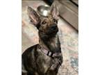 Adopt Space Litter (Ymir) - Located in Florida a Brindle Dutch Shepherd / Mixed