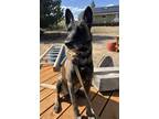 Adopt Gia - Located in OR a Tan/Yellow/Fawn - with Black Belgian Malinois dog in