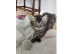 Adopt Silent Freight a Black (Mostly) Domestic Longhair (long coat) cat in
