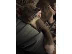 Adopt Penn a Gray or Blue Domestic Shorthair / Mixed cat in Warren