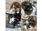 Adopt MILO a Black & White or Tuxedo Domestic Shorthair / Mixed (short coat) cat