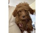 Adopt Phillip a Red/Golden/Orange/Chestnut Poodle (Miniature) dog in Cherry