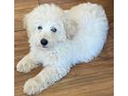Adopt Beauty a Tricolor (Tan/Brown & Black & White) Poodle (Miniature) dog in