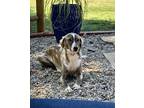 Adopt Holly a Tricolor (Tan/Brown & Black & White) Saluki dog in Yorba Linda