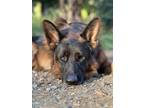 Adopt Otto a Red/Golden/Orange/Chestnut - with Black German Shepherd Dog / Mixed