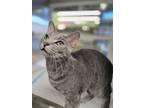 Adopt Floyd a Gray, Blue or Silver Tabby Domestic Shorthair / Mixed (short coat)
