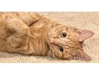 Adopt Susie a Orange or Red Tabby Domestic Shorthair (short coat) cat in