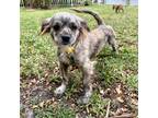 Adopt Carly a Brindle Dachshund dog in Fort Lauderdale, FL (41501883)