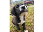 Adopt Mimosa a Black - with White Australian Shepherd / Border Collie dog in