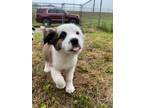Adopt Paloma a Tricolor (Tan/Brown & Black & White) Australian Shepherd / Border