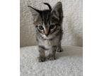 Adopt Alexis a Gray, Blue or Silver Tabby Domestic Shorthair / Mixed cat in