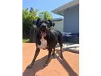 Adopt Mama Mia a Black - with Tan, Yellow or Fawn Rottweiler / Mixed Breed