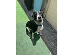 Adopt Bella a Black - with White Pointer dog in Seminole, FL (41530720)