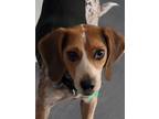 Adopt Banjo a Black - with Tan, Yellow or Fawn Beagle / Mixed Breed (Medium) dog