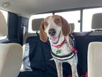 Adopt Trix a White - with Tan, Yellow or Fawn Beagle / Hound (Unknown Type) dog