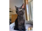 Adopt Fugo a All Black Domestic Shorthair cat in Union Grove, WI (41484776)