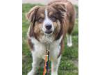 Adopt 0584 Magyk a Red/Golden/Orange/Chestnut - with White Australian Shepherd /