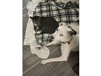 Adopt Magma a White Labrador Retriever / Pit Bull Terrier dog in Brewster