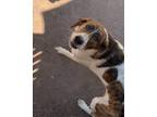 Adopt Sophia a Tricolor (Tan/Brown & Black & White) Mountain Cur dog in Bristol