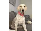 Adopt Remi a Poodle (Standard) / Golden Retriever dog in Bristol, CT (41484688)