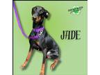 Adopt Jade a Black - with Tan, Yellow or Fawn Doberman Pinscher / Mixed dog in
