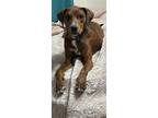 Adopt Tiger a Catahoula Leopard Dog dog in Garland, TX (41550962)