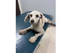 Adopt Ivy a White Miniature Poodle / Mixed dog in Armonk, NY (41501913)