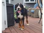 Adopt Douglas a Black - with White Bernese Mountain Dog / Mixed dog in Armonk