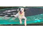 Adopt Horton a White - with Black Border Collie dog in Armonk, NY (41530442)