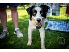 Adopt Arty a White - with Black Border Collie dog in Armonk, NY (41501930)