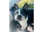 Adopt Sheldon Cooper - # 4206 SC a Black - with White Boston Terrier / Mixed dog