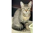 Adopt Berta a Brown Tabby Domestic Shorthair / Mixed cat in Youngsville
