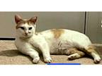 Adopt Pumpkin a Orange or Red Tabby Domestic Shorthair (short coat) cat in