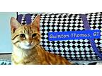 Adopt Quentin Thomas (QT) a Orange or Red Tabby Domestic Shorthair (short coat)