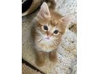 Adopt Sprinkles a Orange or Red Tabby Domestic Longhair (long coat) cat in