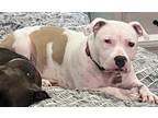 Adopt Bailey SC a Pit Bull Terrier dog in San Angelo, TX (41501872)