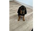 Adopt Fig a Black and Tan Coonhound / Mixed dog in Charleston, SC (41530044)