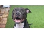 Adopt Beezus a American Staffordshire Terrier dog in Valley Stream
