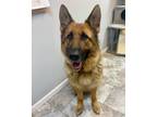 Adopt ANAVAH a Black - with Brown, Red, Golden, Orange or Chestnut German