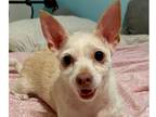 Adopt Luna Lovegood a White Jack Russell Terrier dog in Lake Forest