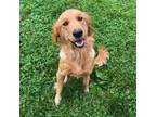 Adopt Dixie the Golden a Red/Golden/Orange/Chestnut Golden Retriever / Mixed dog