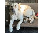 Adopt Carson a White Great Pyrenees dog in Louisville, KY (41530572)