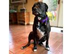Adopt Roger (Ranger) a Black - with White Labrador Retriever / Boxer dog in
